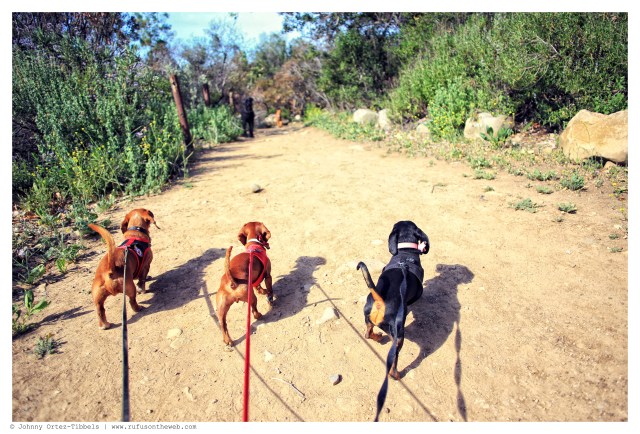Rufus, Lily & Emily | May 2014.  Photo by: Johnny Ortez-Tibbels ©