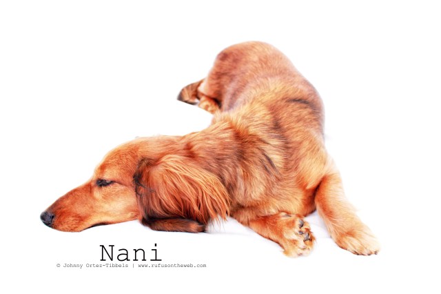 Nani | March 2011. Photo by: Johnny Ortez-Tibbels ©