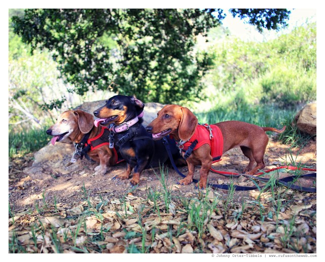 Rufus, Emily & Lily | May 2014.  Photo by: Johnny Ortez-Tibbels ©