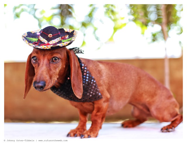 Lily | May 2014.  Photo by: Johnny Ortez-Tibbels ©