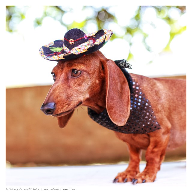 Lily | May 2014.  Photo by: Johnny Ortez-Tibbels ©