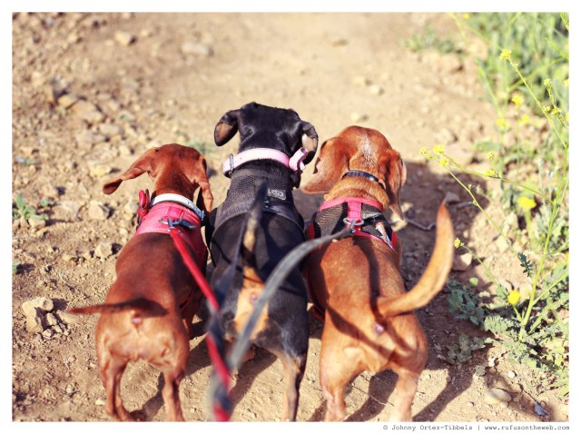 Lily, Emily & Rufus | May 2014.  Photo by: Johnny Ortez-Tibbels ©