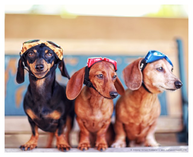 Emily, Lily & Rufus | May 2014. Photo by: Johnny Ortez-Tibbels ©