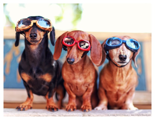 Emily, Lily & Rufus | May 2014. Photo by: Johnny Ortez-Tibbels ©