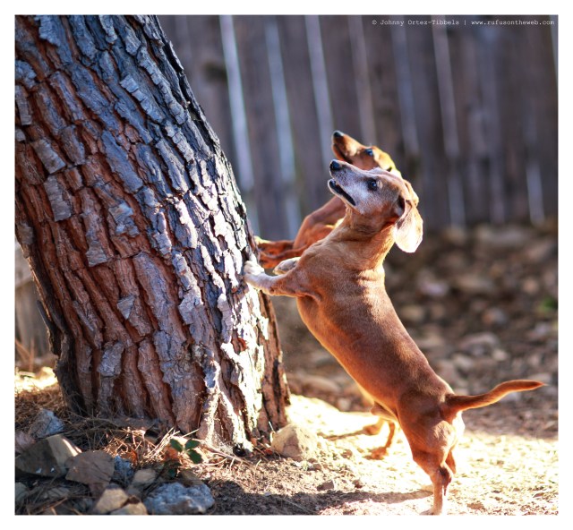 Rufus & Lily | May 2014.  Photo by: Johnny Ortez-Tibbels ©