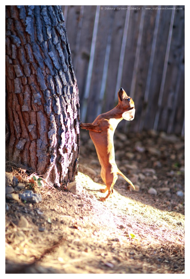 Lily | May 2014.  Photo by: Johnny Ortez-Tibbels ©