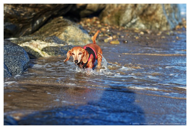 Rufus | May 2014.  Photo by: Johnny Ortez-Tibbels ©