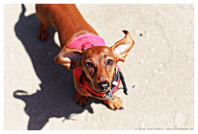 Lily | May 2014.  Photo by: Johnny Ortez-Tibbels ©