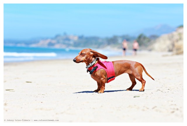 Lily | May 2014.  Photo by: Johnny Ortez-Tibbels ©
