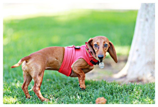 Lily | May 2014.  Photo by: Johnny Ortez-Tibbels ©