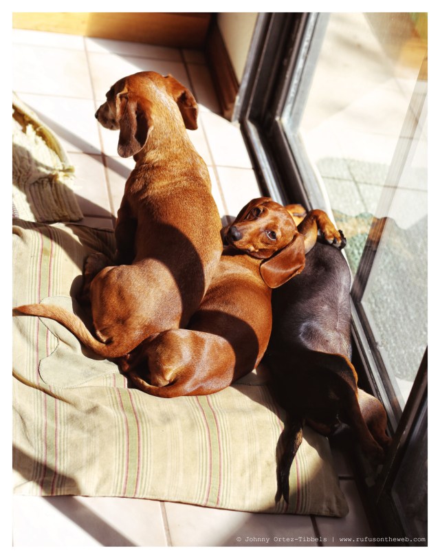 Rufus, Lily & Emily | May 2014. Photo by: Johnny Ortez-Tibbels ©