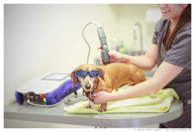 Rufus | May 2014. Photo by: Johnny Ortez-Tibbels ©