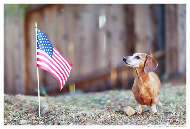 Rufus | May 2014.  Photo by: Johnny Ortez-Tibbels ©