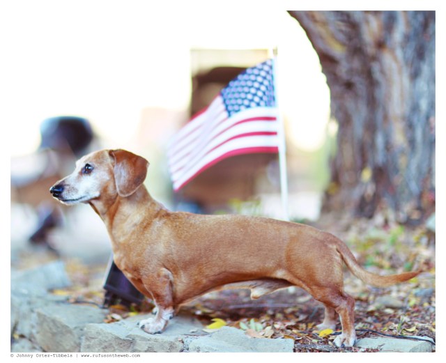 Rufus | May 2014.  Photo by: Johnny Ortez-Tibbels ©
