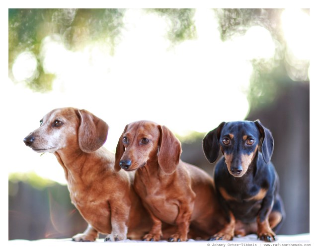 Rufus, Lily & Emily | May 2014.  Photo by: Johnny Ortez-Tibbels ©