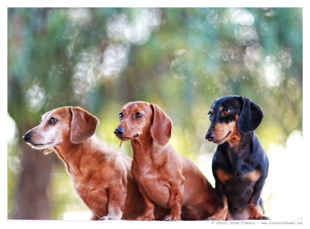 Rufus, Lily & Emily | May 2014.  Photo by: Johnny Ortez-Tibbels ©