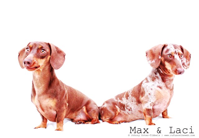 Max & Laci | April 2011.  Photo by: Johnny Ortez-Tibbels ©