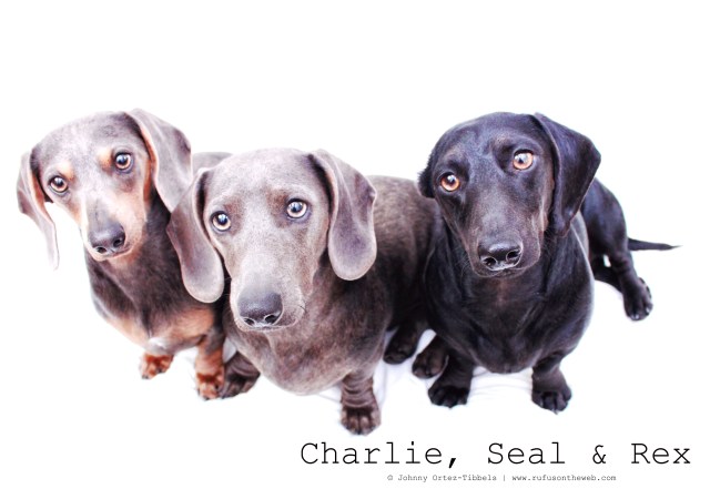 Charlie, Seal & Rex | March 2011. Photo by: Johnny Ortez-Tibbels ©