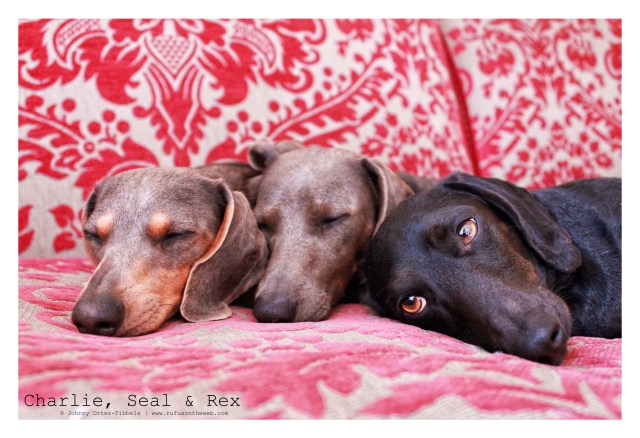Charlie, Seal & Rex | March 2011. Photo by: Johnny Ortez-Tibbels ©