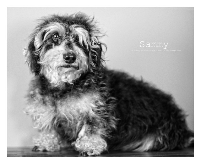 Sammy | July 2013.  Photo by: Johnny Ortez-Tibbels ©