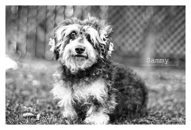 dachshund, doxies, wirehairdachshund, RIP