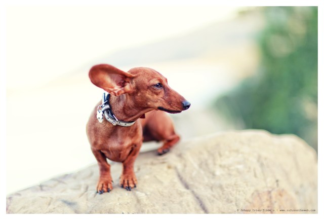 Lily | May 2014.  Photo by: Johnny Ortez-Tibbels ©