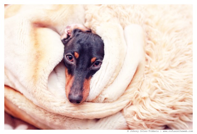 Emily | January 2013.  Photo by: Johnny Ortez-Tibbels ©