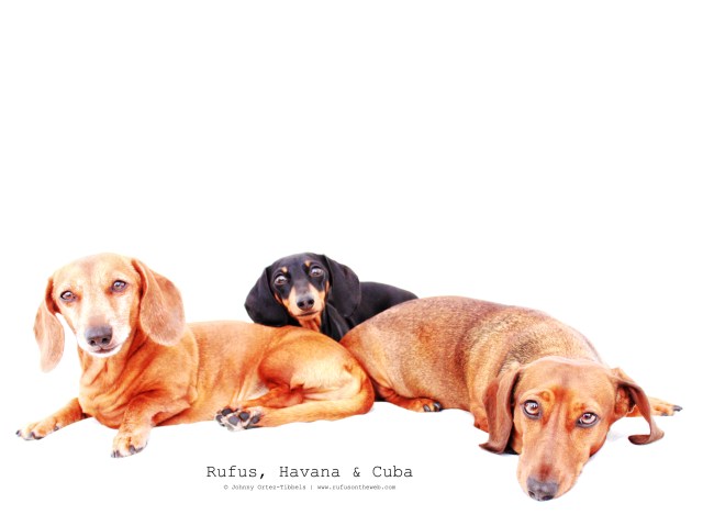 Rufus, Havana & Cuba | April 2011.  Photo by: Johnny Ortez-Tibbels ©