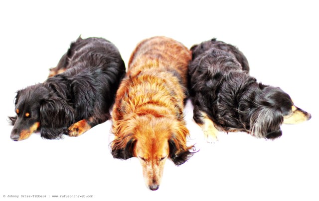 Dachshund Pile | 2012.  Photo by: Johnny Ortez-Tibbels ©