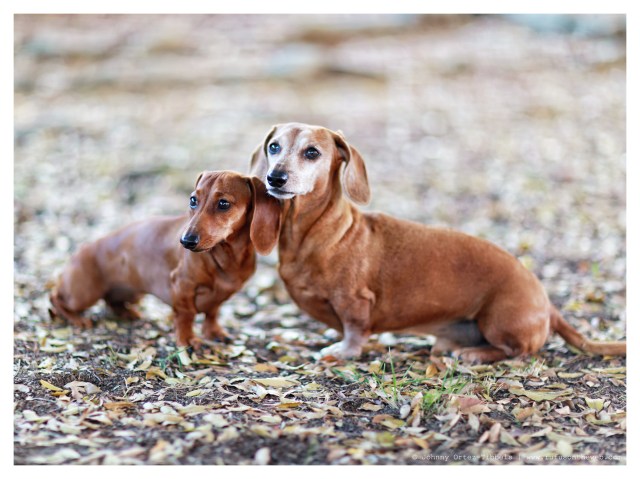 Rufus & Lily | May 2014.  Photo by: Johnny Ortez-Tibbels ©