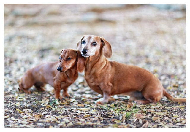 Rufus & Lily | May 2014.  Photo by: Johnny Ortez-Tibbels ©