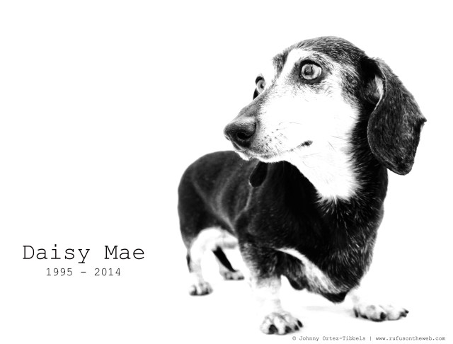 Daisy Mae | June 2011.  Photo by: Johnny Ortez-Tibbels ©
