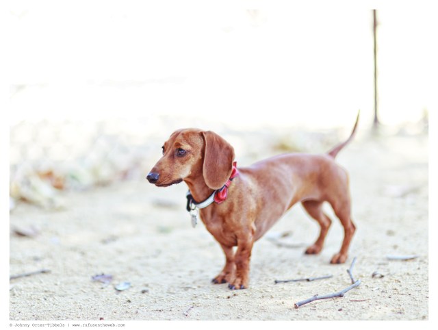 Lily | June 2014. Photo by: Johnny Ortez-Tibbels ©