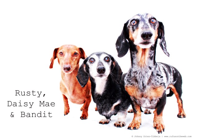 Daisy Mae | June 2011.  Photo by: Johnny Ortez-Tibbels ©