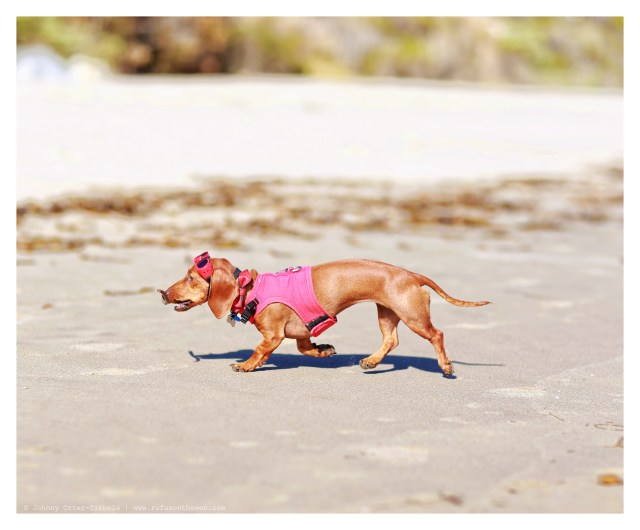 Lily | June 2014.  Photo by: Johnny Ortez-Tibbels ©