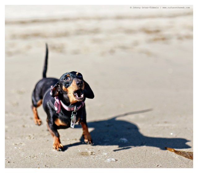 Emily | June 2014.  Photo by: Johnny Ortez-Tibbels ©