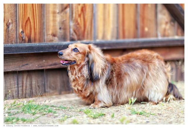 Dachshund, doxies, LonghairDachshund