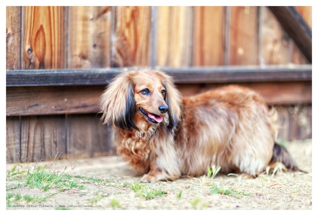 Sophie | June 2014. Photo by: Johnny Ortez-Tibbels ©