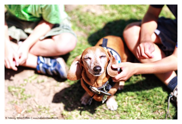Rufus | June 2014.  Photo by: Johnny Ortez-Tibbels ©