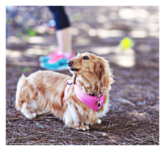 Penelope | June 2014.  Photo by: Johnny Ortez-Tibbels ©