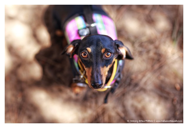 Emily | June 2014.  Photo by: Johnny Ortez-Tibbels ©