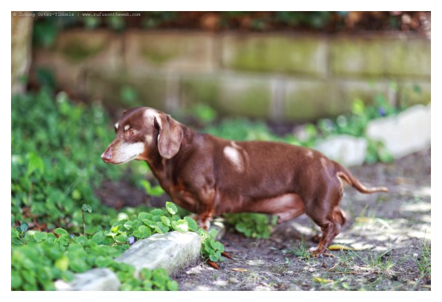 Benny | June 2014.  Photo by: Johnny Ortez-Tibbels ©