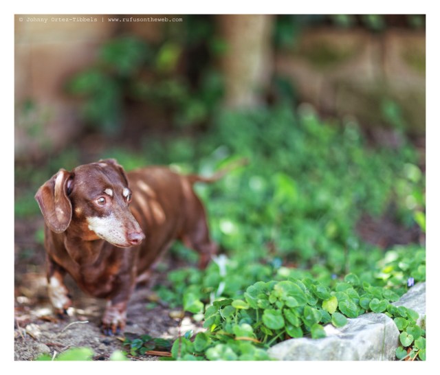 Benny | June 2014.  Photo by: Johnny Ortez-Tibbels ©