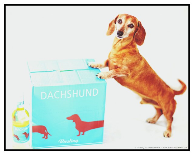 Rufus | June 2014.  Photo by: Johnny Ortez-Tibbels ©