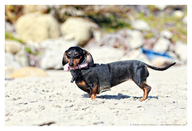 Emily | June 2014.  Photo by: Johnny Ortez-Tibbels ©