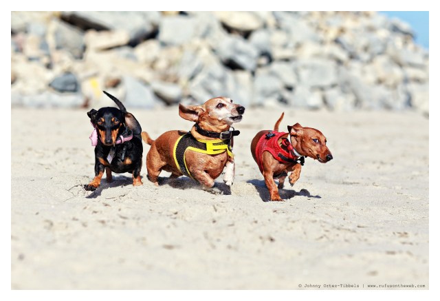 Emily, Rufus & Lily | June 2014.  Photo by: Johnny Ortez-Tibbels ©