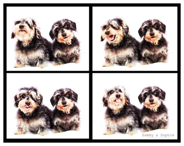 Sammy & Sophie | July 2013.  Photo by: Johnny Ortez-Tibbels ©