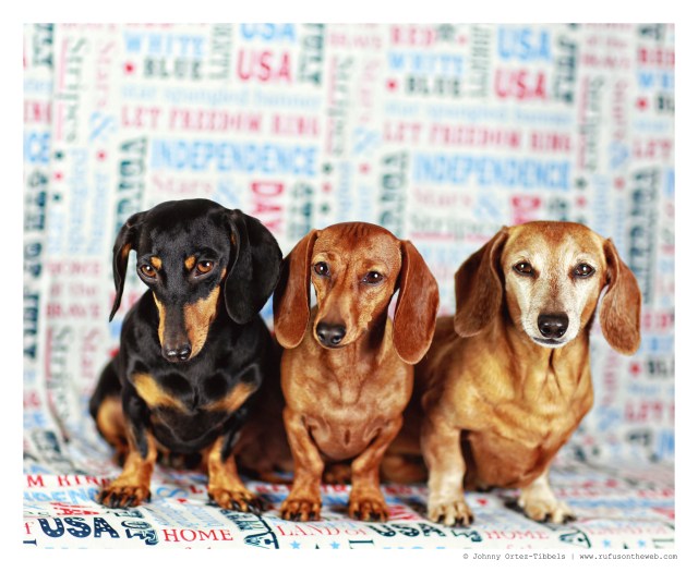 Emily, Lily & Rufus | July 2014.  Photo by: Johnny Ortez-Tibbels ©