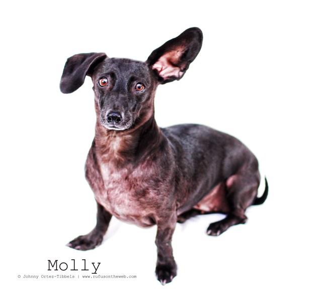 dachshund, doxies, BlackDachshund