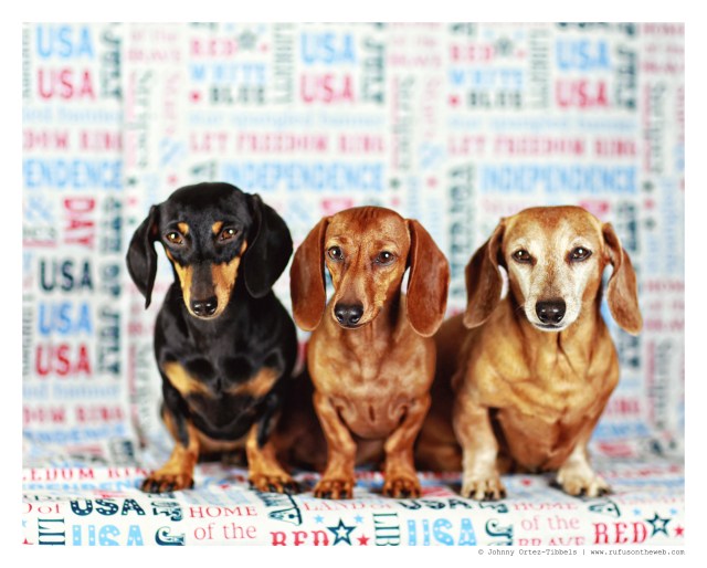 Emily, Lily & Rufus | July 2014.  Photo by: Johnny Ortez-Tibbels ©